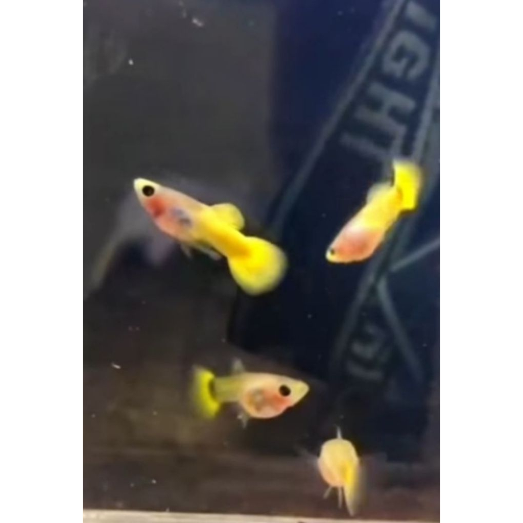 guppy yellow sb ribbon