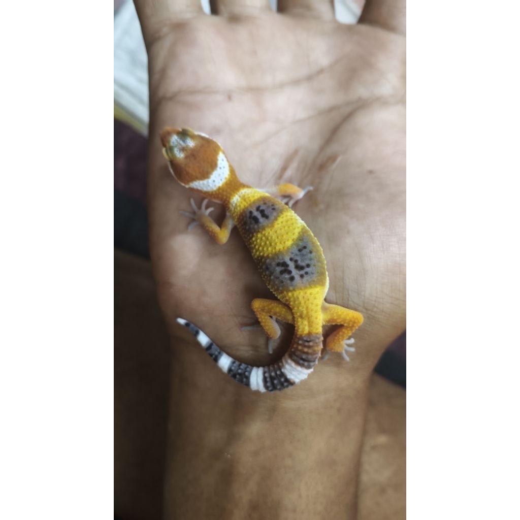 PROMO Makanan Gecko Leopard baby. Free Kalsium