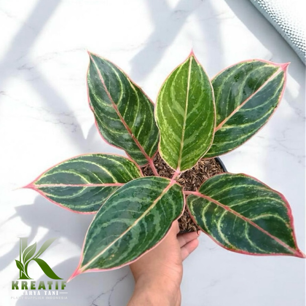 Tanaman hias aglonema emerald dragon - Aglonema emerald dragon