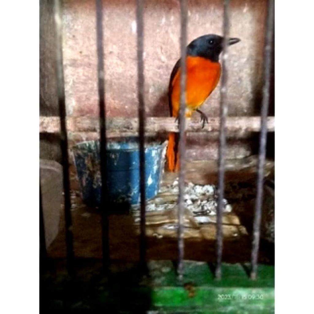 Burung mantenan Besar Orens mulus Jantan