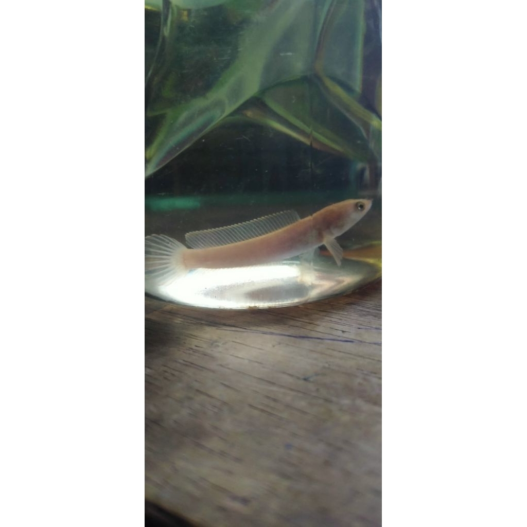 Channa Limbata Golden xianthic