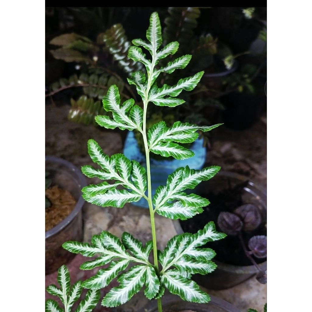 Pteris ensiformis (Silver Lace Fern) 