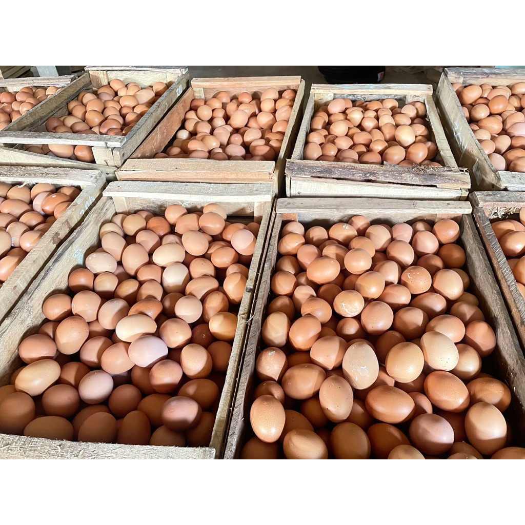 Telur Ayam Negeri 1PETI- Segar, Berkualitas, Tinggi Protein