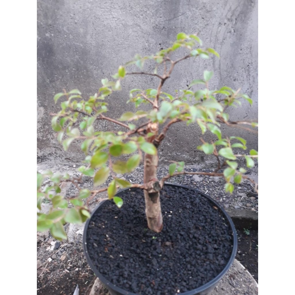 Bonsai Sakura Bunga Putih Sesuai Foto