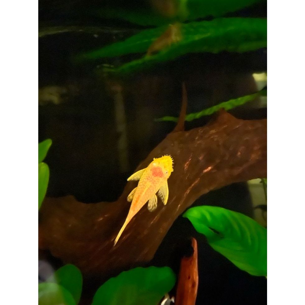 Ikan hias AIR TAWAR pembersih lumut aquarium SAPUSAPU ALBINO