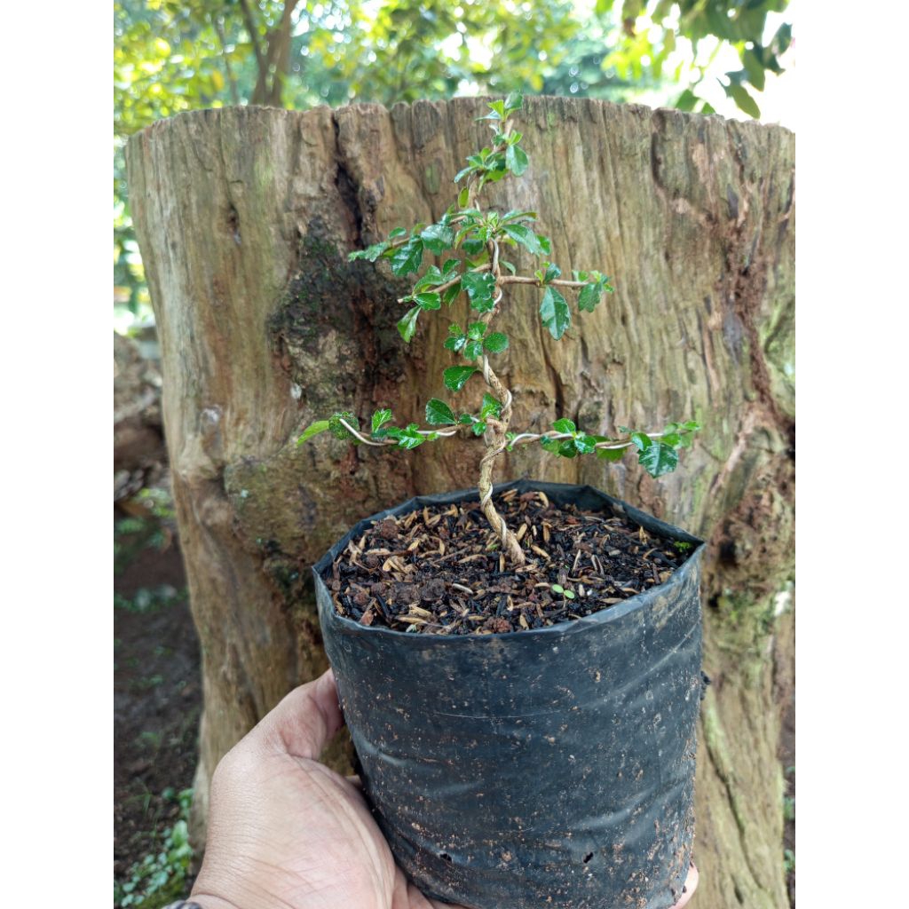 bahan bonsai hokiantea mikro