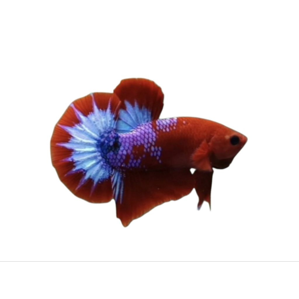 Hiasan aquarium cupang plakat hellboy