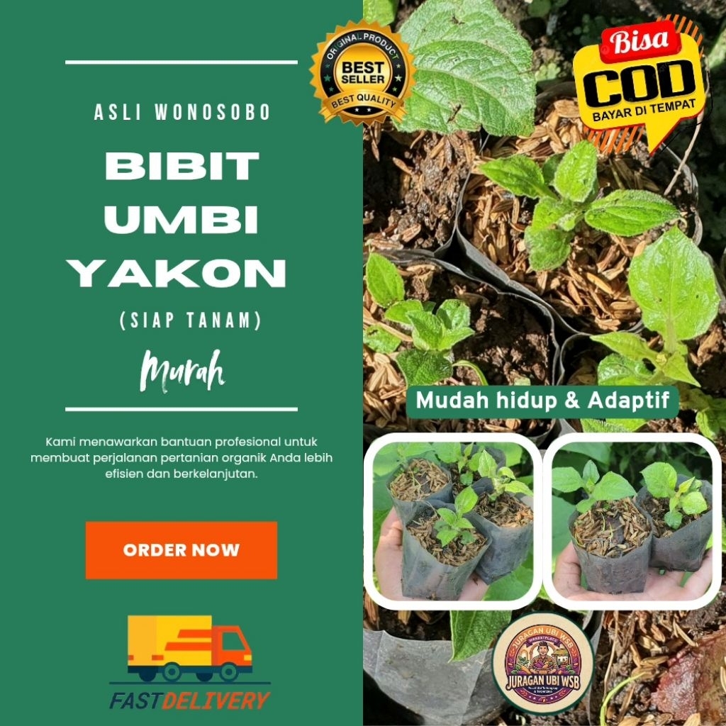 Bibit Ubi yakon Sudah tumbuh daun dan siap tanam