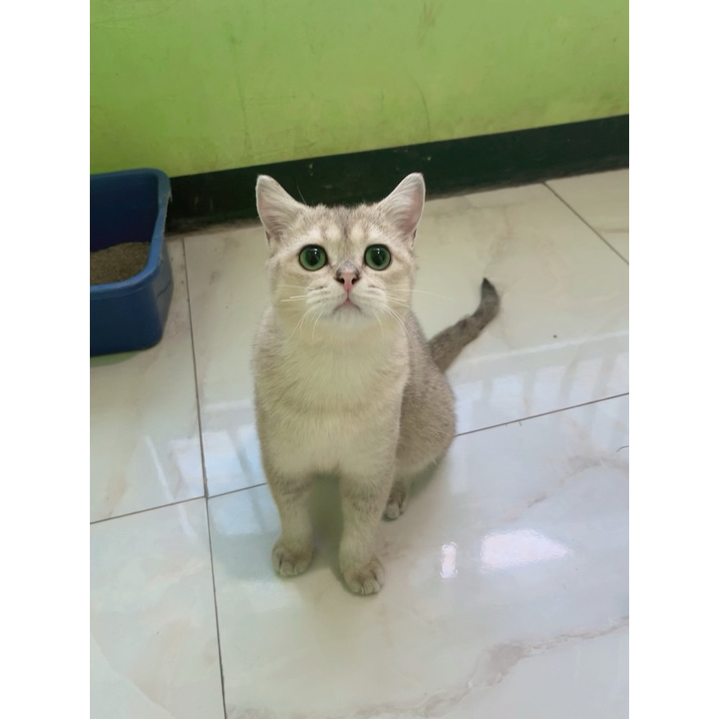 kucing bsh golden vaksin