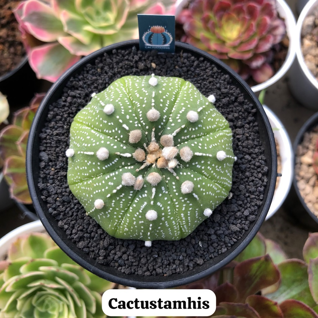 Astrophytum