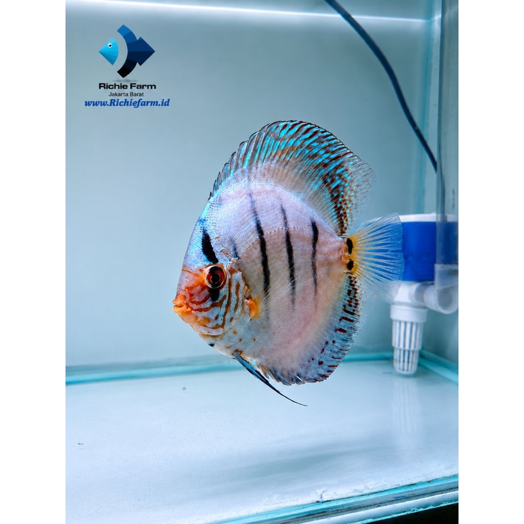 Discus Blue cobalt 4 inc