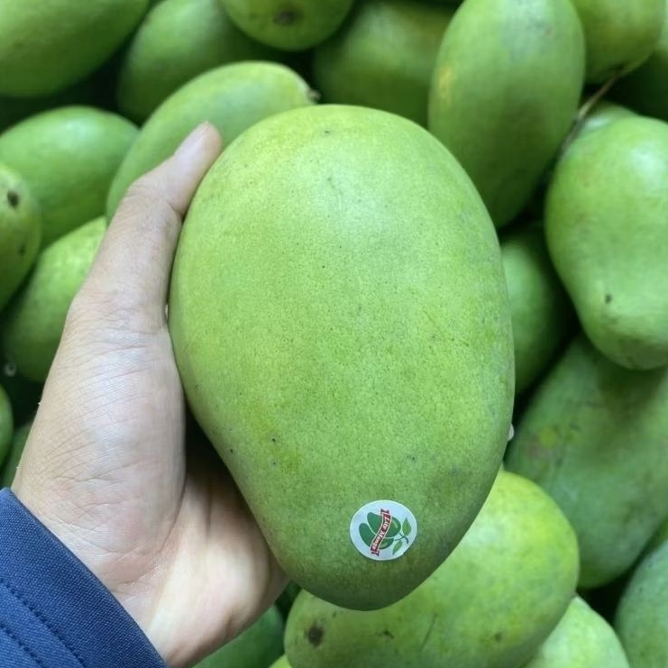 Buah mangga harumanis lily sakura matang pohon / mangga matang pohon manis / mangga suluhan / 1kg