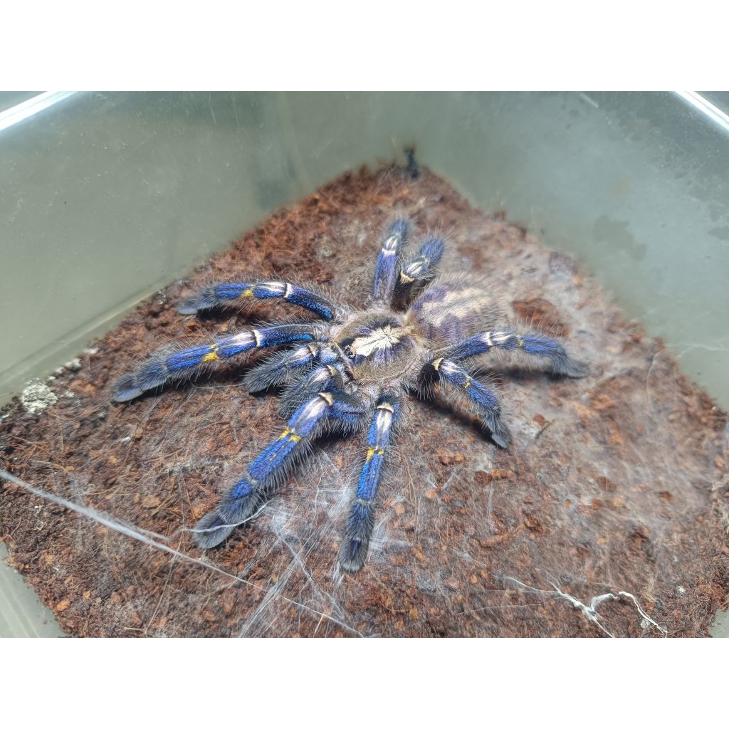 Hiasan Tarantula Poechiloteria Metalica Gooty Sapphire Ornamental by ZEI