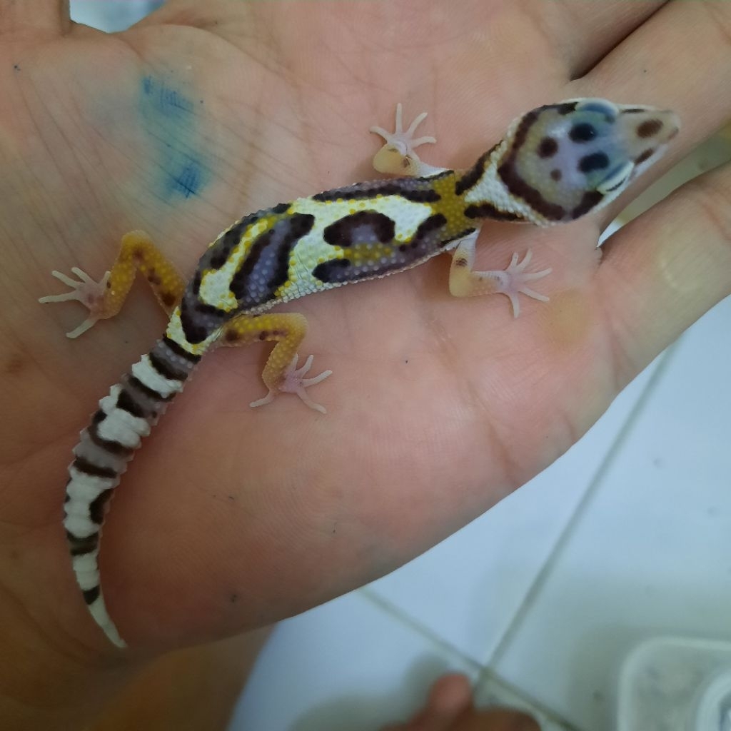 Mainan Anak Baby gecko leopard macksnow BS jungle (tremper)