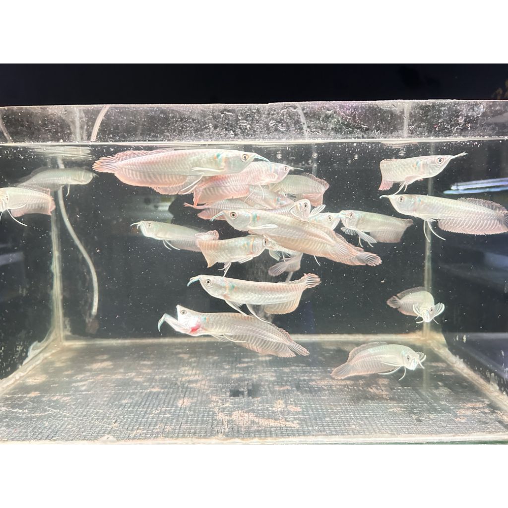 Ikan Hias Arwana Silver Red 12-17cm | Ikan Arwana Sehat Aktif