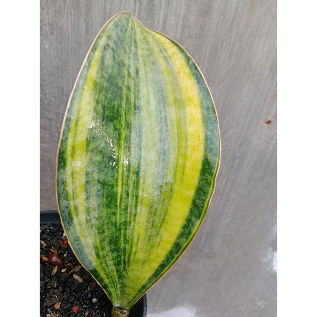 sansivera mason variegata kuning cakep