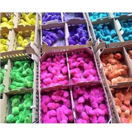 ayam warna warni teletabis