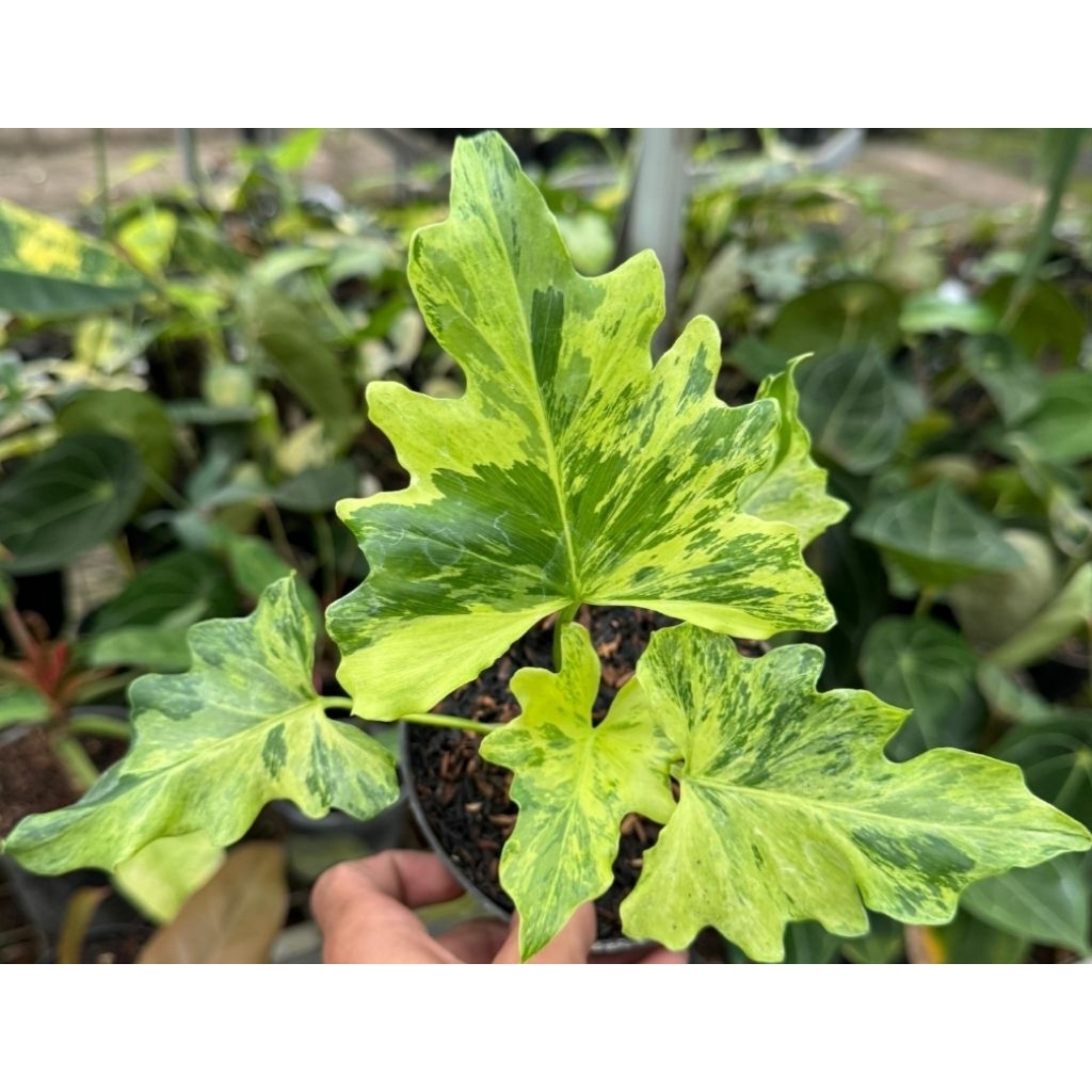 philodendron nogo geni variegata