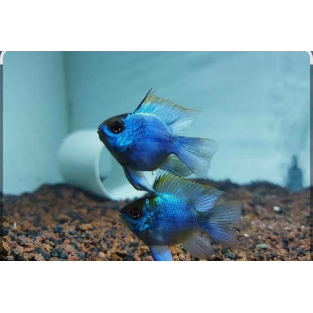 ikan hias ramirezi blue elektrik ikan hias air tawar Aquascape