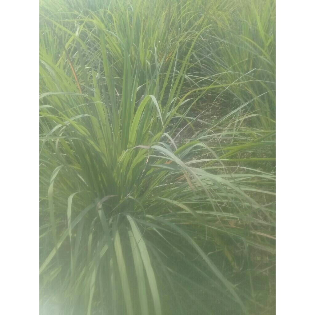 1kg sereh jumbo#sereh bangkok#sereh sudah bersih