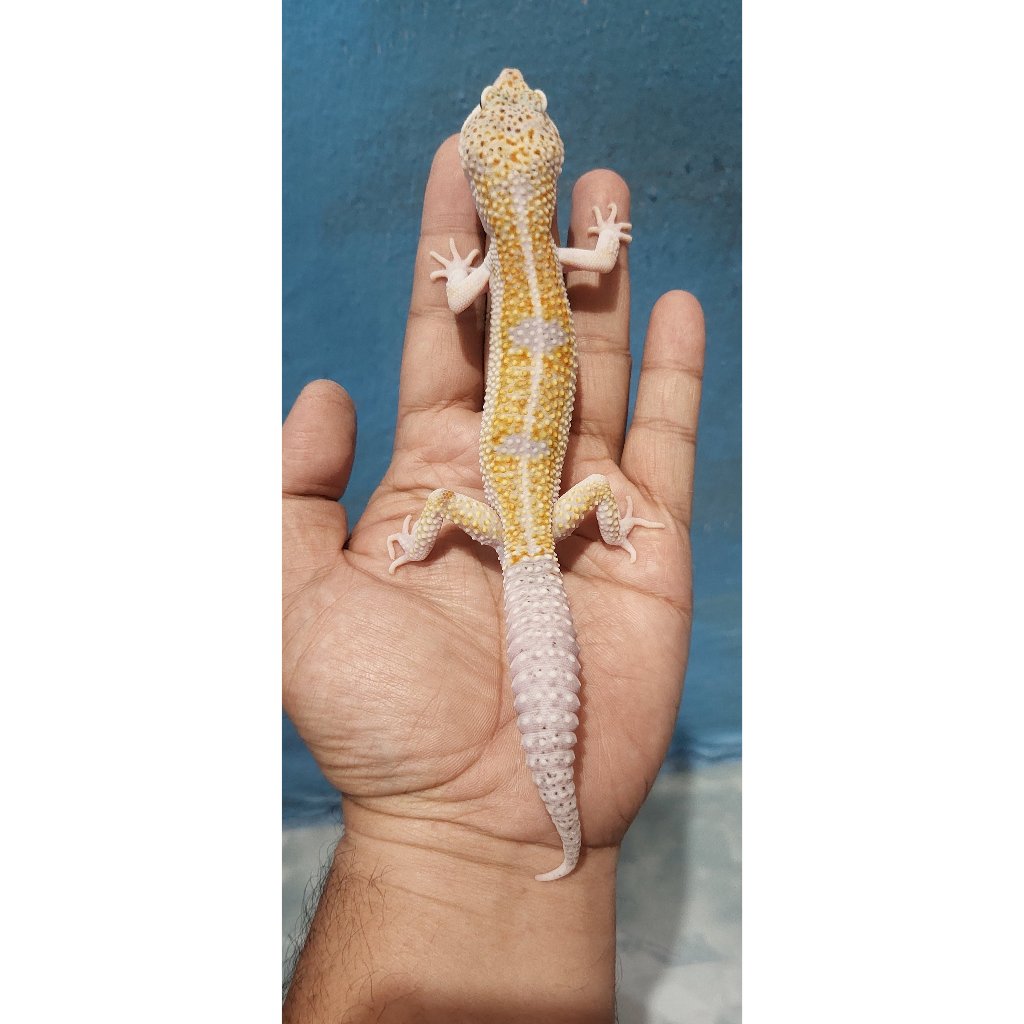 Mainan Leopard Gecko Mack Snow Eclipse Enigma