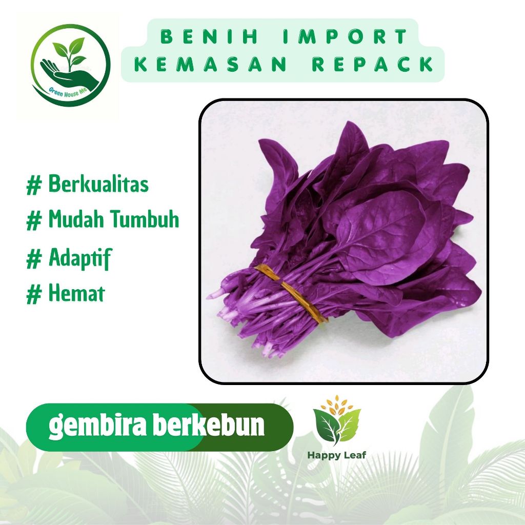 Murah  Benih Import Sayur Bayam Ungu Isi 60 Biji Premium  Asli Kemasan Repack BB138
