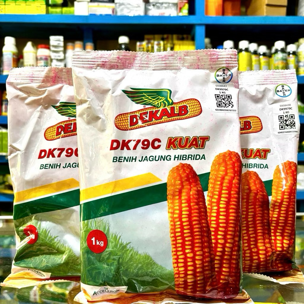 Benih Jagung DK79C Kuat Bayer 1KG - Bibit Jagung Tahan Bulai DK kuat dari Bayer
