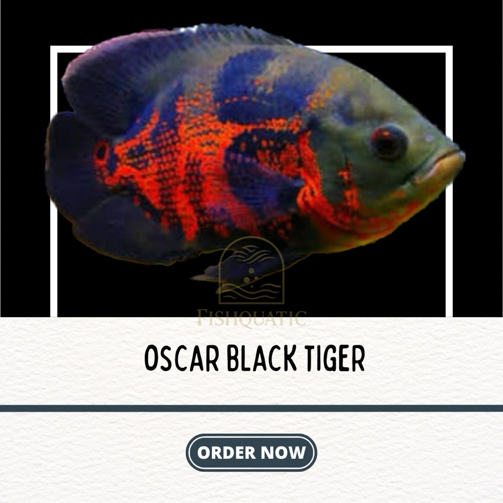 hiasan aquarium oscar black tiger