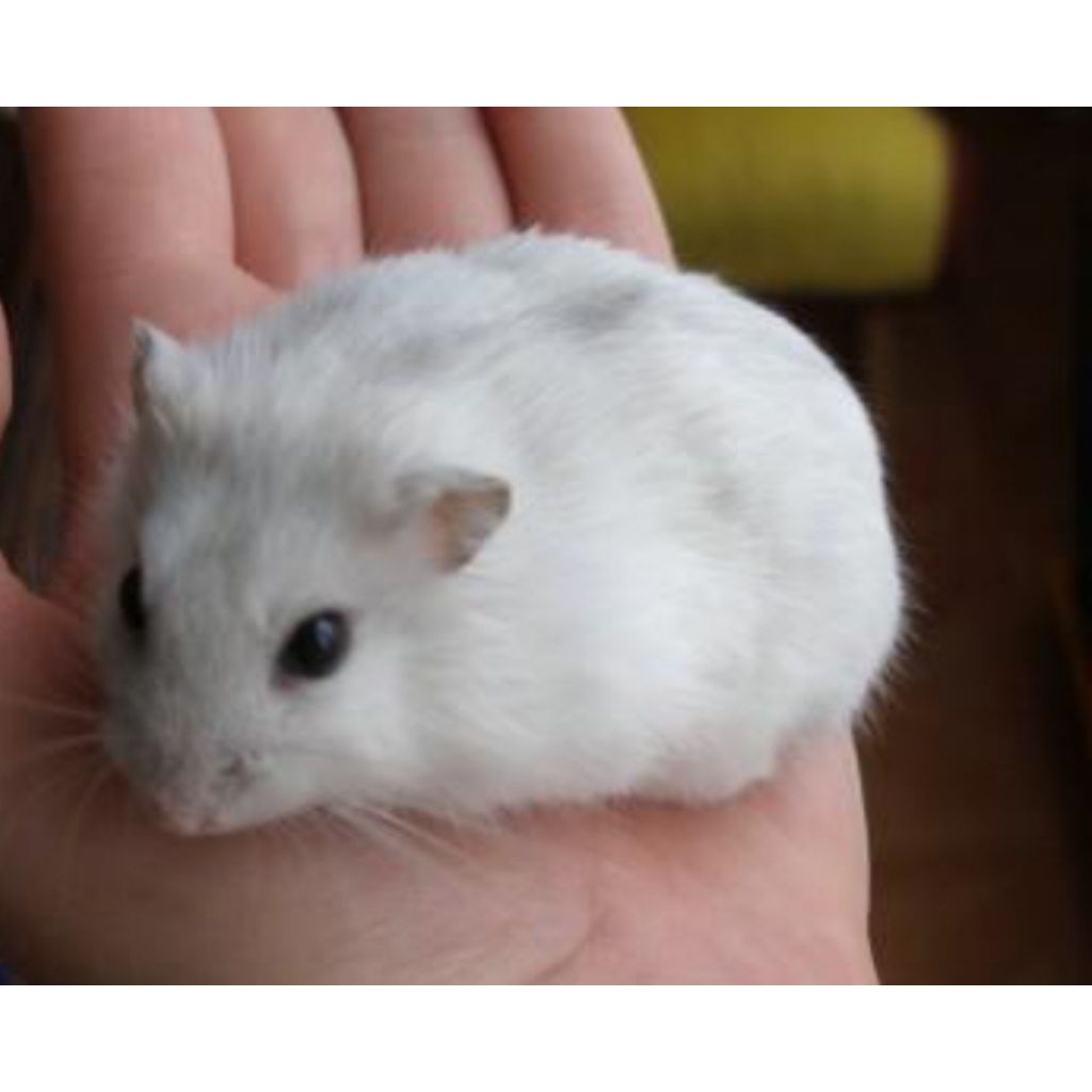 hamster winter white