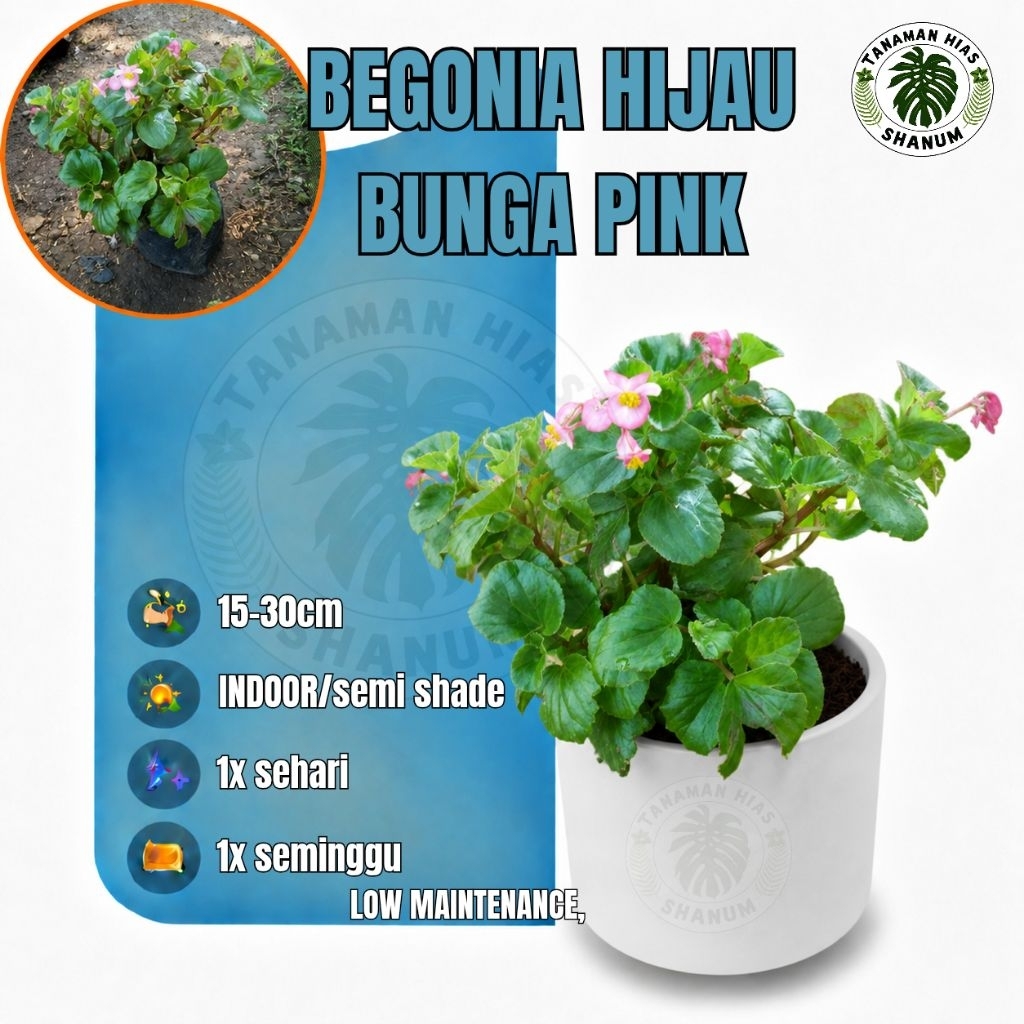 Begonia hijau bunga pink kemerahan - begonia bunga merah - begonia bunga - tanaman hias gantung bego
