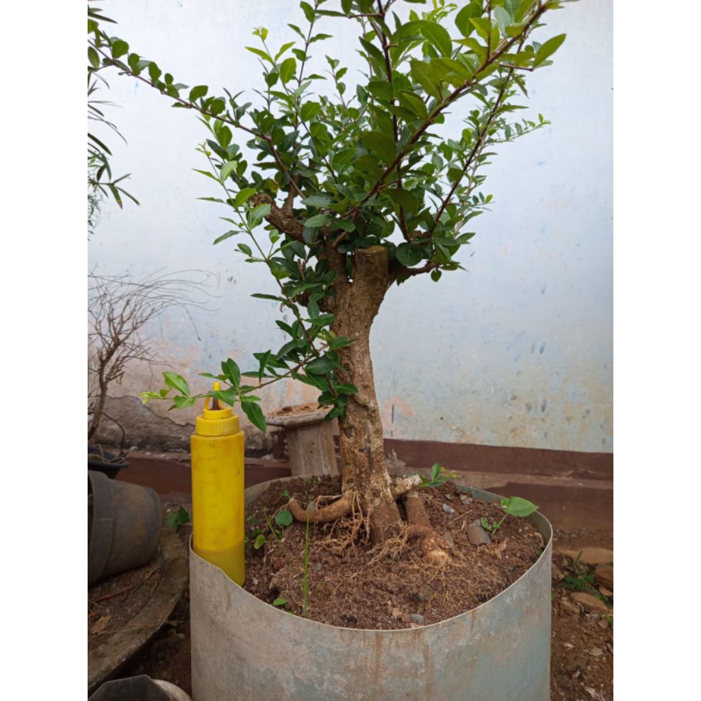 Bahan bonsai sianci uk besar berkarakter sesuai foto