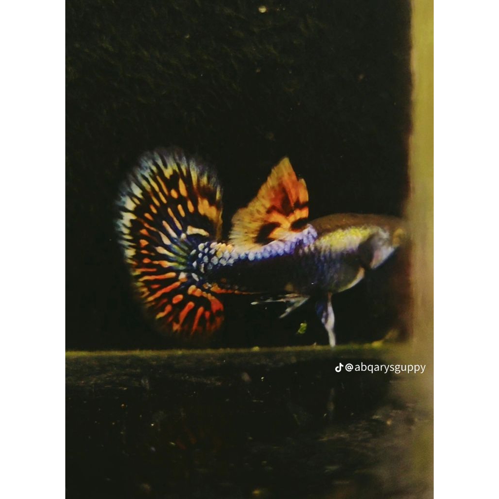 Guppy PRMBE (Platinum Red Mozaik Big Ear)