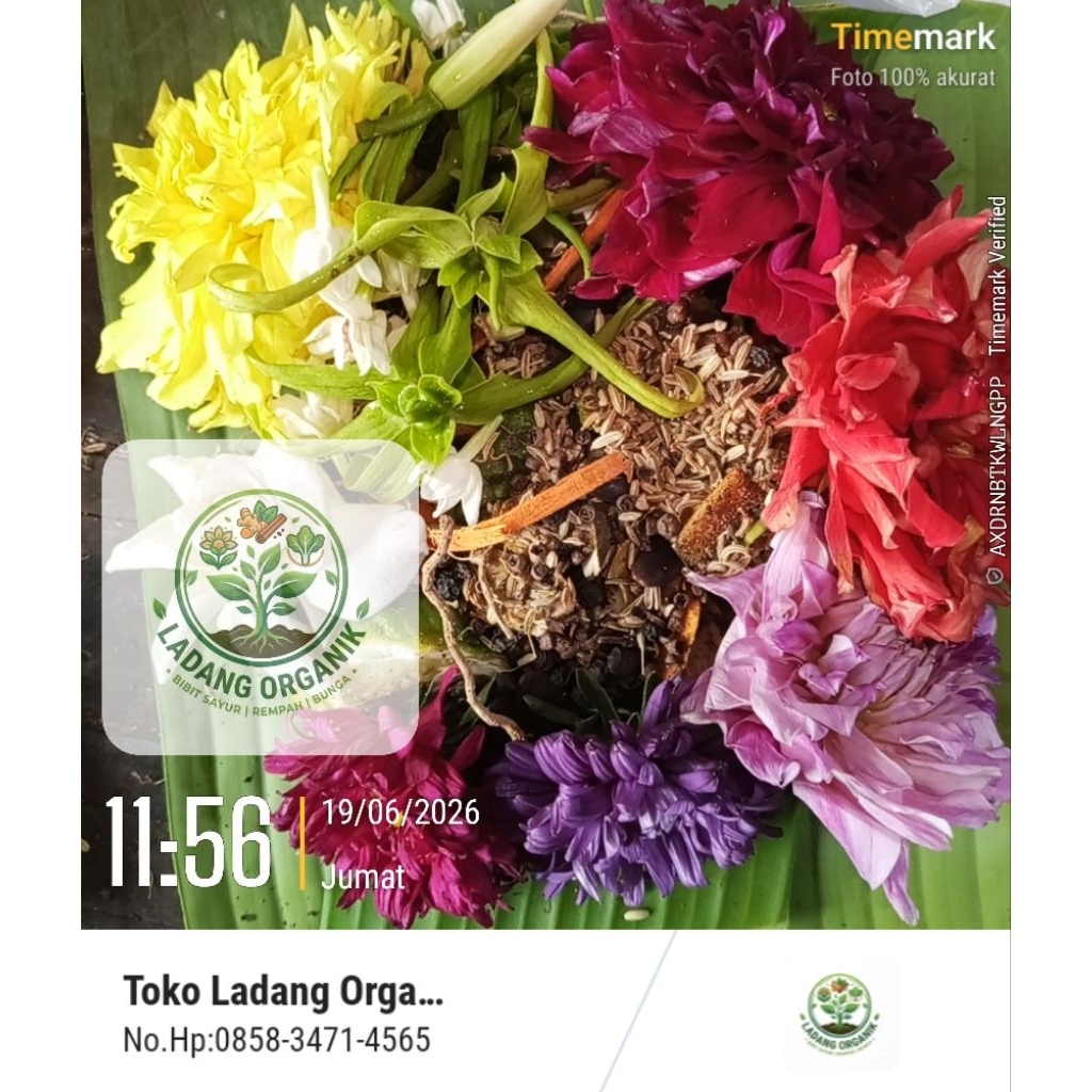 Bunga Macan Kera Lengkap Dengan Potongan Rempah-Rempah Berkualitas Premium