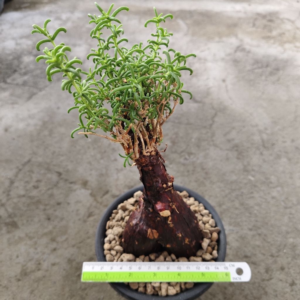 Tanaman Caudex unik Mestoklema tuberosum