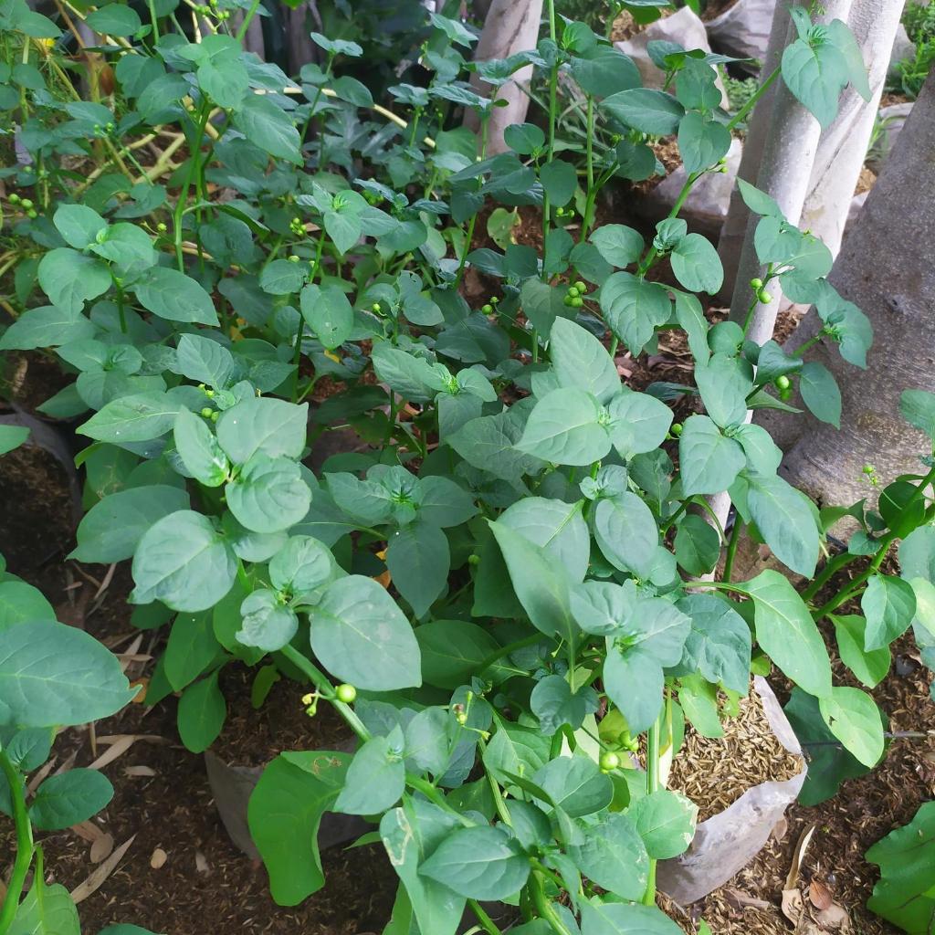 Tanaman sayur leunca/pohon leunca