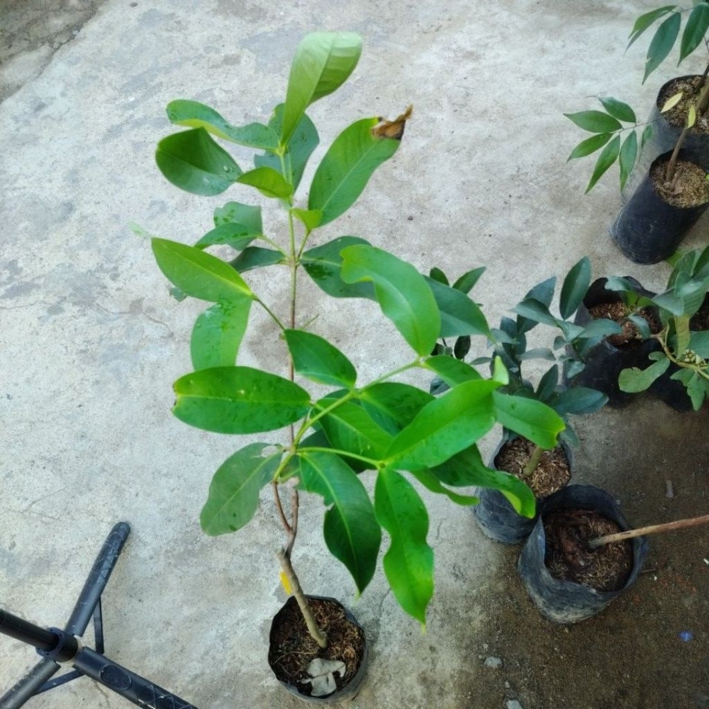 jambu madu deli