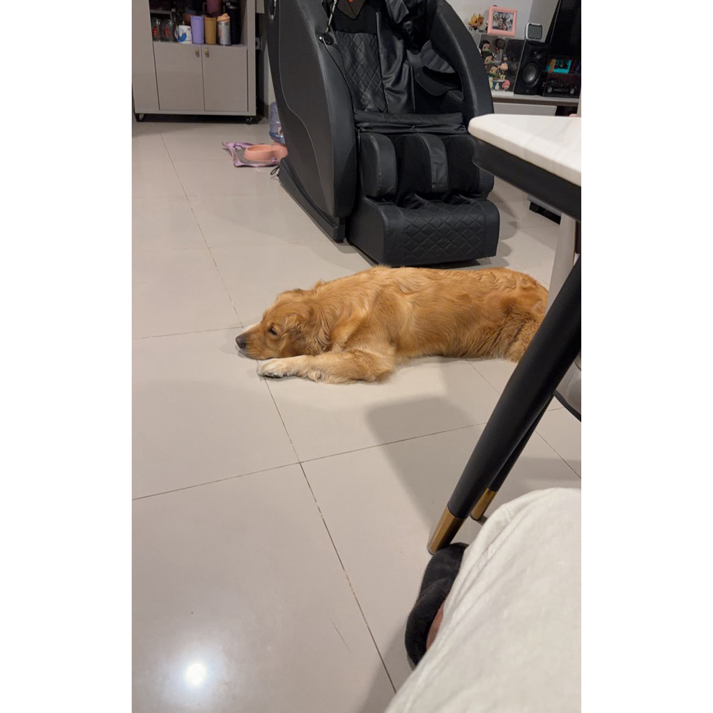 anjing golden