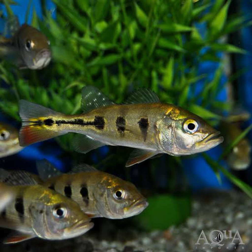 hiasan aquarium peacock bass 7-10cm