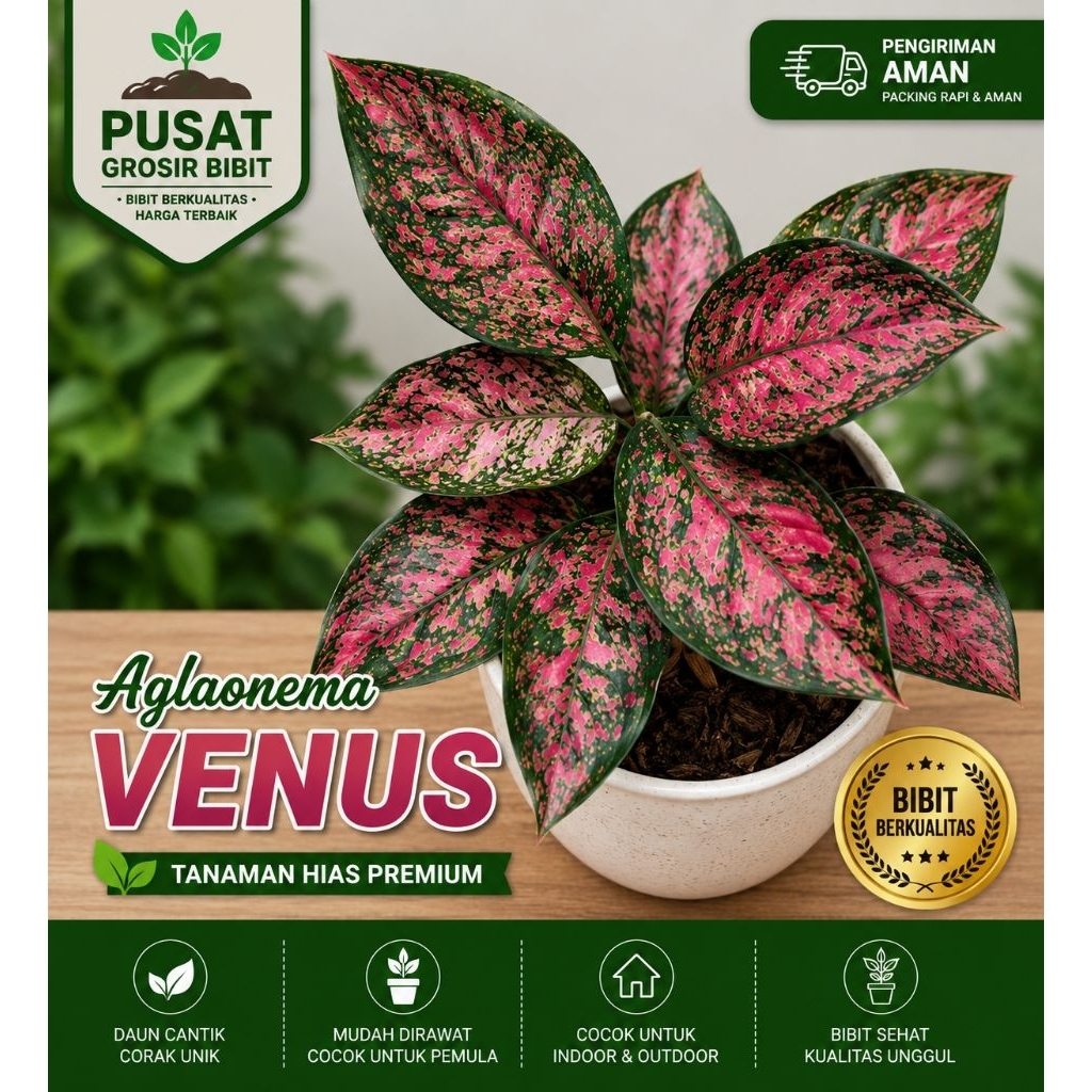 AGLAONEMA VENUS