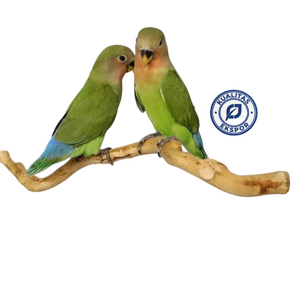 Tangkringan Kayu Kopi Asli Natural Perch Kakatua Macaw African Grey Eclectus Lengkap Baut
