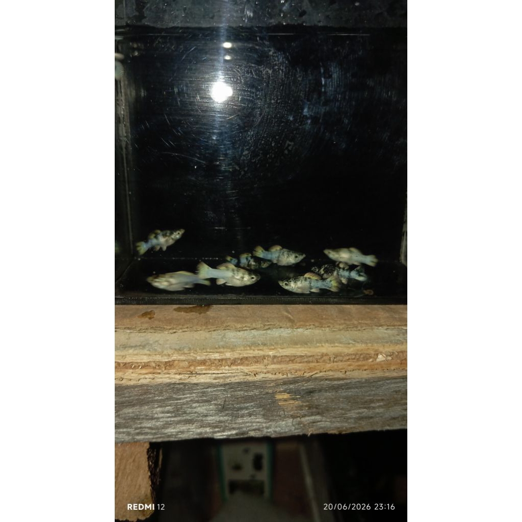 Molly Zebra roudtail