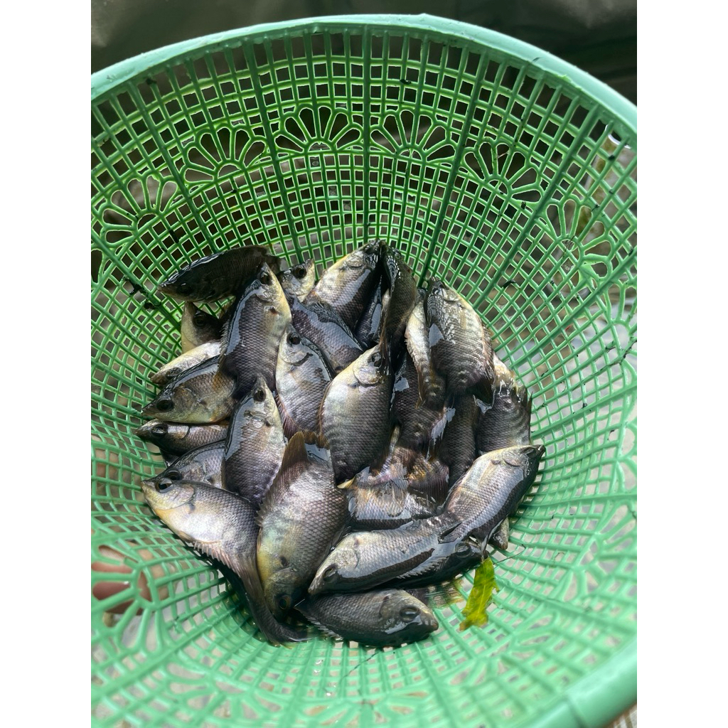 Benih Ikan Gurame 3jari- 40k 10 Ekor, Ukuran Kecil, Mudah Dipelihara