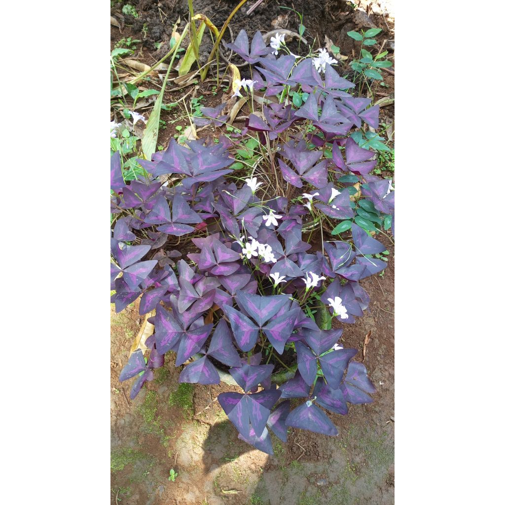 bibit bunga kupu kupu ungu /purple shamrock