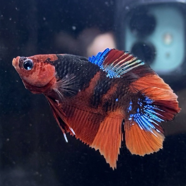 CUPANG / BETTA MULTI PKDT (REAL PIC)