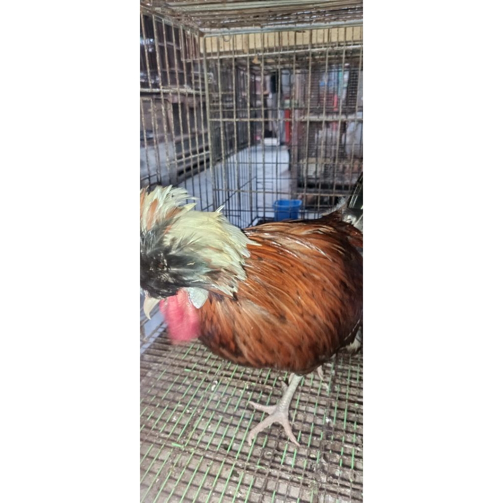 Ayam poni lucu kaya cancut