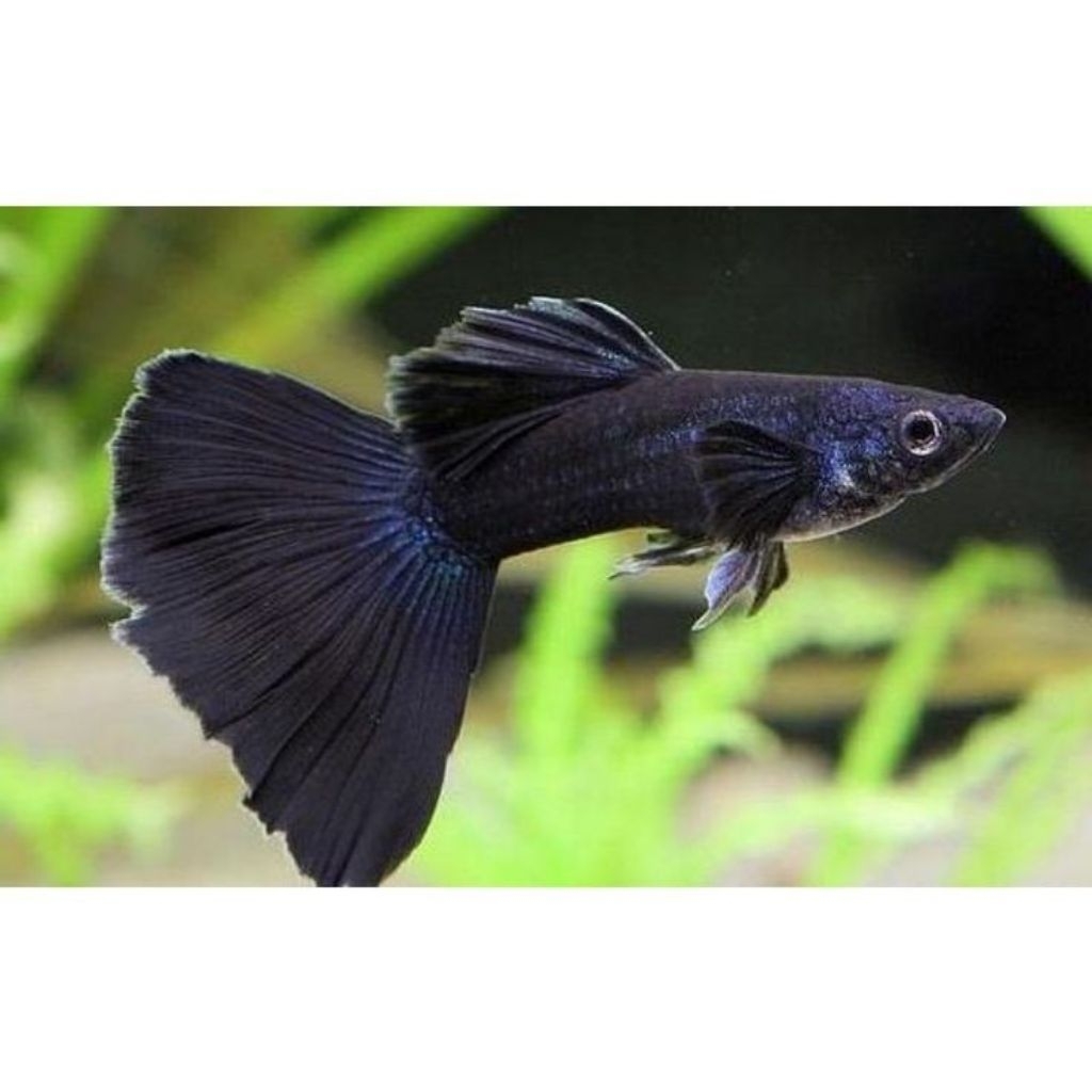Guppy Black Moscow Full Black Hiasan Akuarium