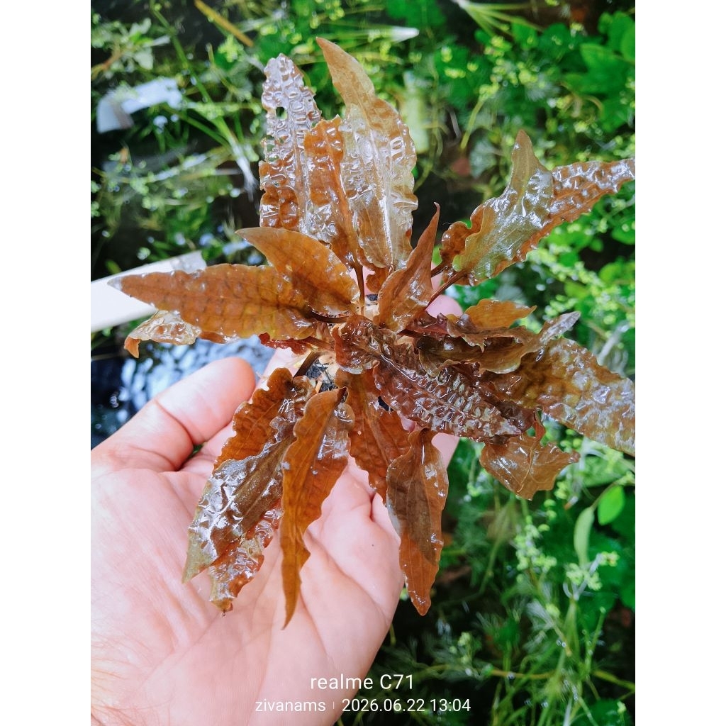 Cryptocoryne florida sunset tanaman aquascape