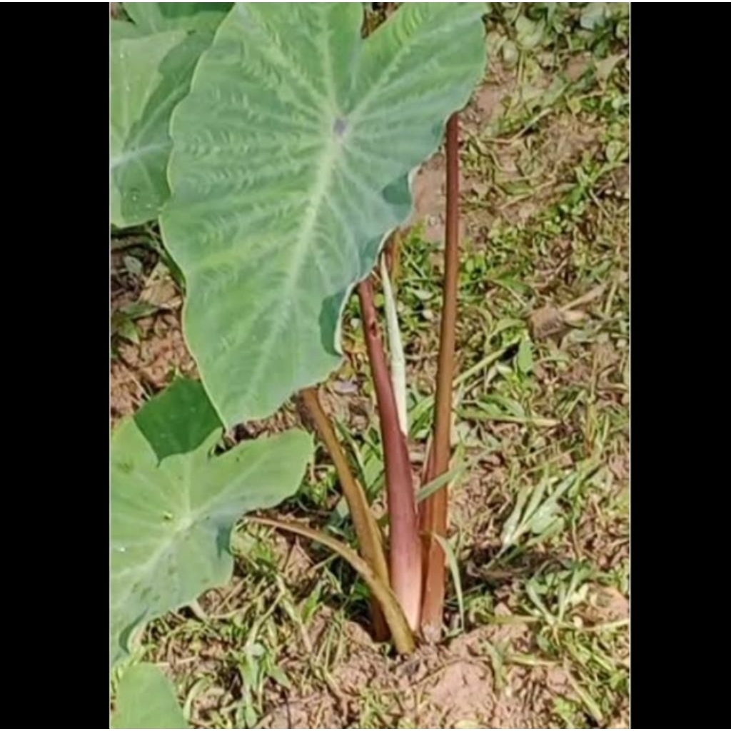 Keladi/talas batang merah