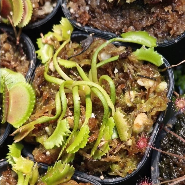 vft wacky sesuai foto