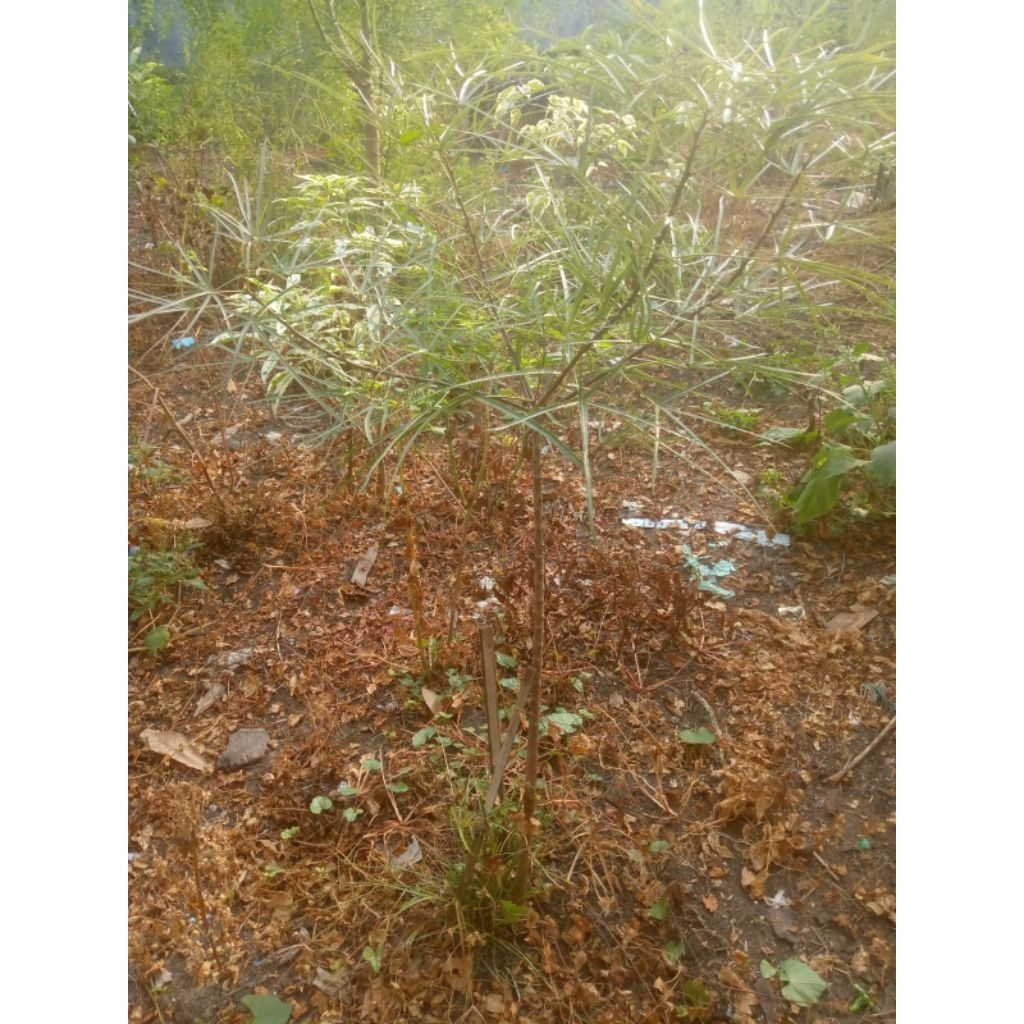 Pohon Queensland Bottle Tree/ Brachyciton Rupestris Tinggi -+100cm